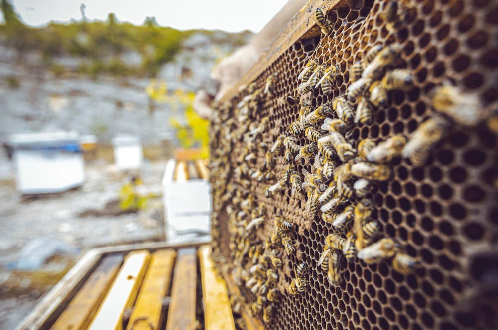 Подсадка пчеломатки