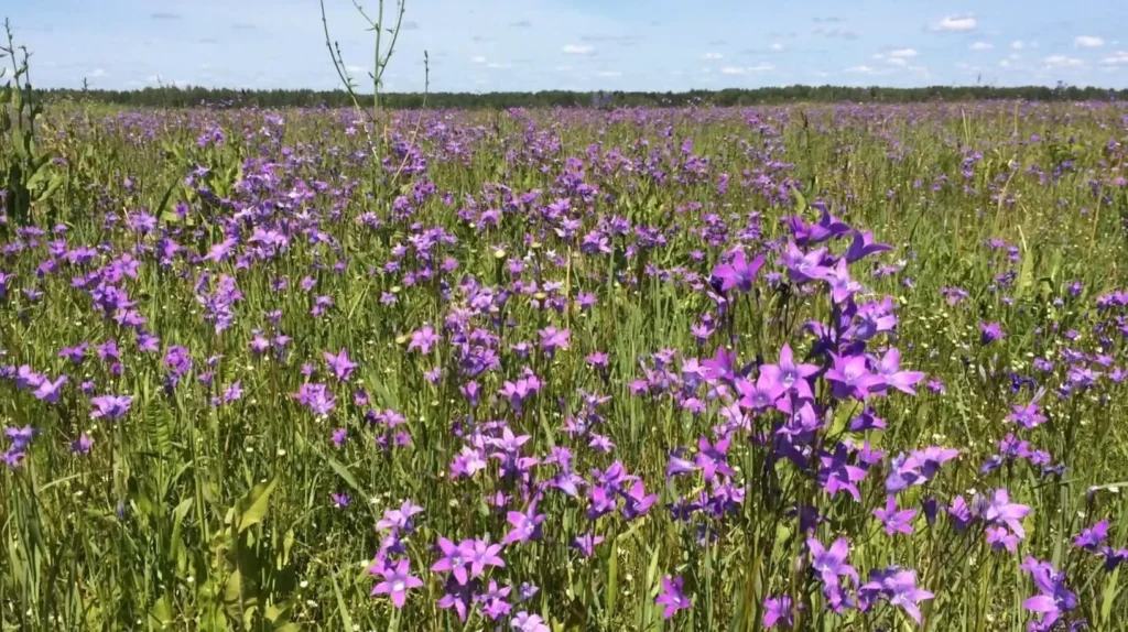 Медовое дыхание Шабалинских лугов