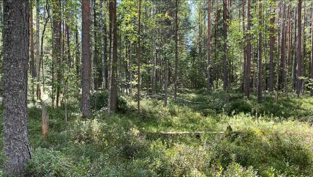 В поход за черникой