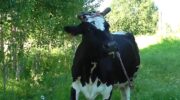 Шабалинский район. Мои коровы, мои заботы