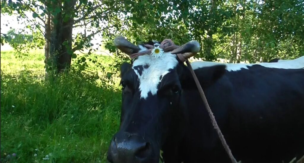 Шабалинский район. Мои коровы, мои заботы
